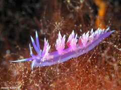 Flabellina affinis