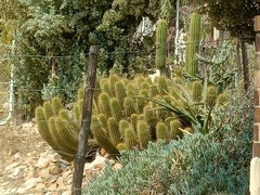 Trichocereus