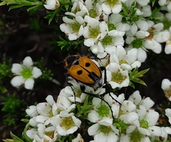 Campulipus limbatus