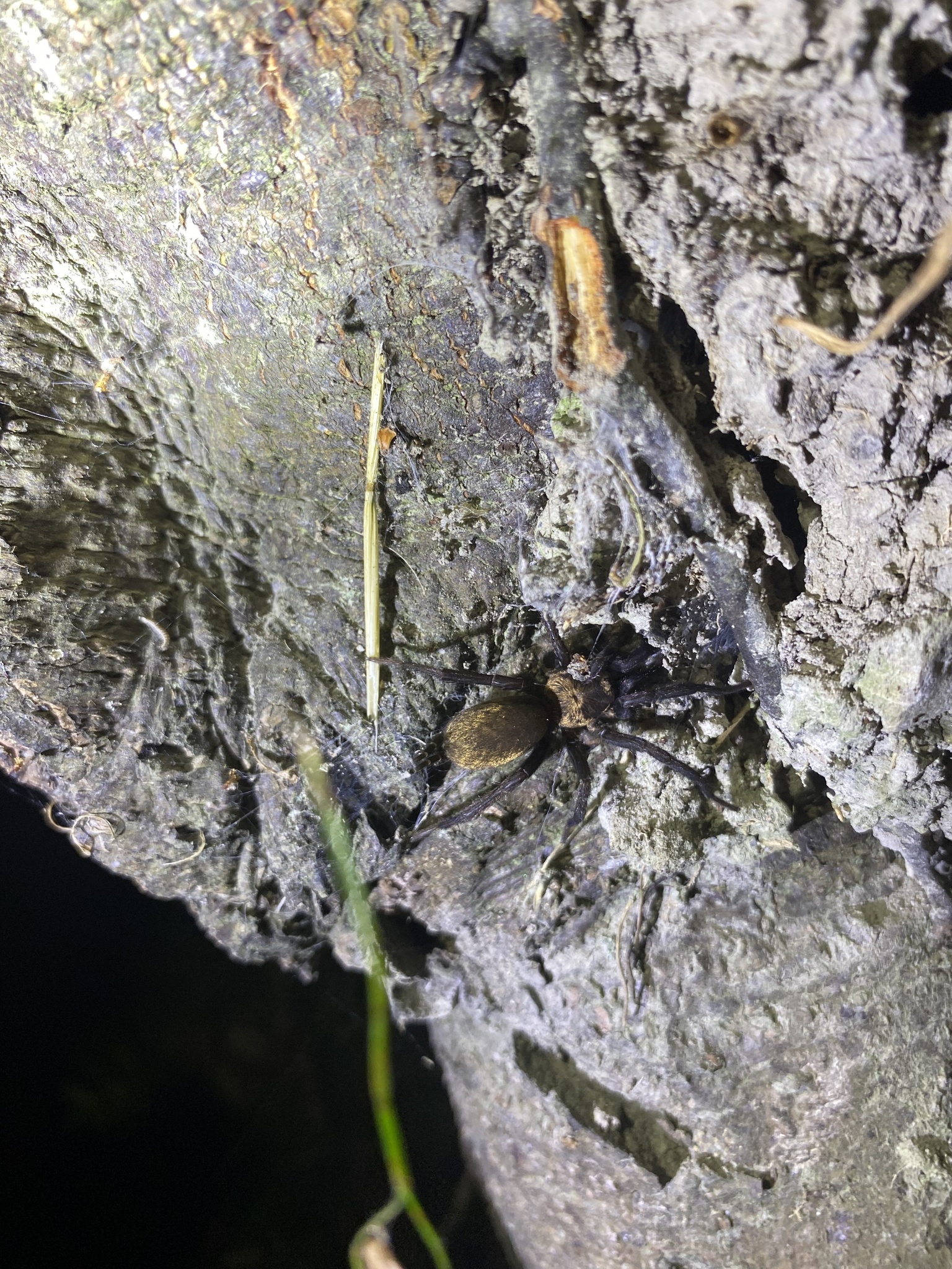 Dipluridae image