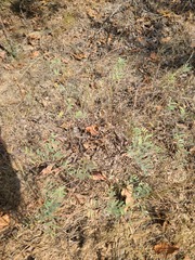 Tephrosia virginiana
