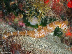 Hippocampus hippocampus