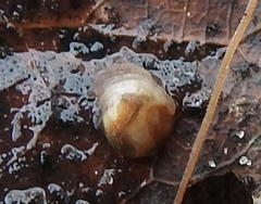 Vitrina pellucida
