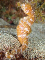 Hippocampus hippocampus