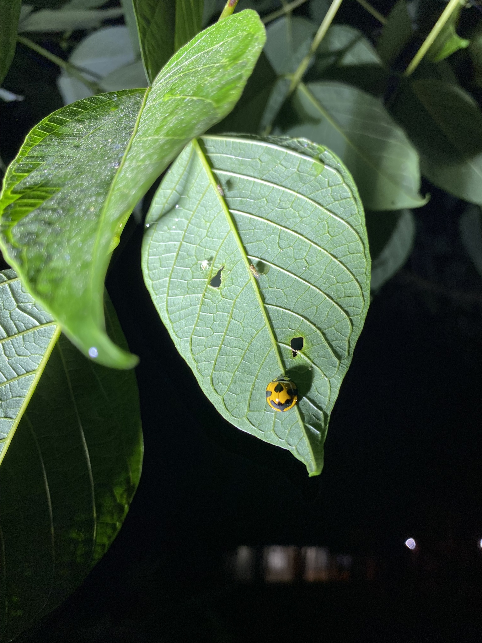 Gelechiidae image