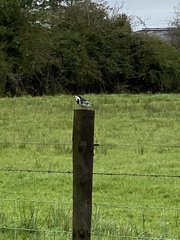 Motacilla alba yarrellii