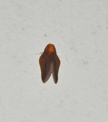 Cicia crocata