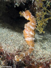 Hippocampus hippocampus