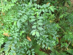 Maesa perlaria formosana