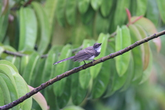 Rhipidura javanica