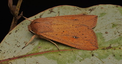 Mythimna convecta