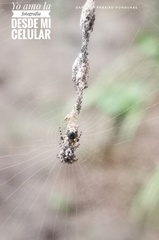 Cyclosa