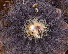 Copiapoa griseoviolacea