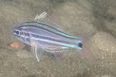 Ostorhinchus limenus