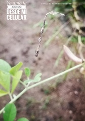 Cyclosa