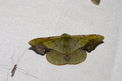 Fascellina subsignata