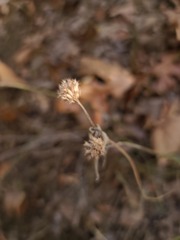 Monarda russeliana