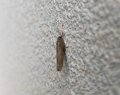 Yponomeuta meguronis