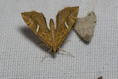Uthinia albisignalis