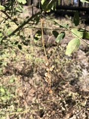Ceanothus integerrimus