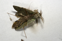 Epidaus sexspinus