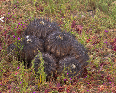 Copiapoa griseoviolacea