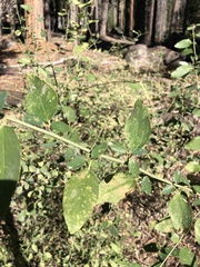 Ceanothus integerrimus