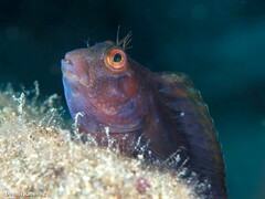 Parablennius pilicornis