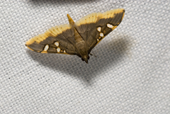 Prophantis adusta
