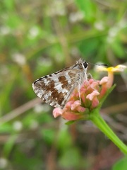Spialia galba