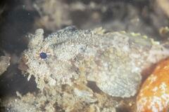 Batrachomoeus dubius