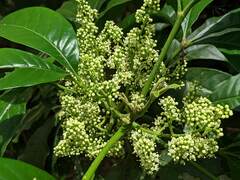 Melicope semecarpifolia