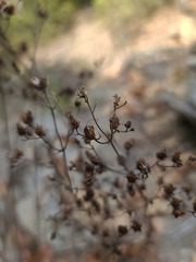 Penstemon arkansanus