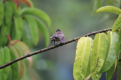 Rhipidura javanica