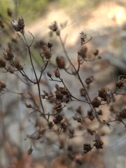 Penstemon arkansanus