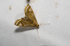 Eoophyla conjunctalis