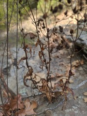 Penstemon arkansanus
