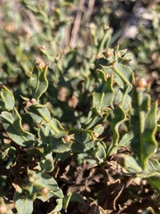 Genista tridentata