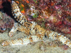 Coscinasterias tenuispina