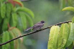 Rhipidura javanica