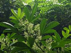 Melicope semecarpifolia