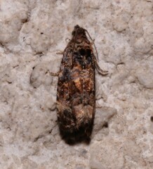 Endothenia