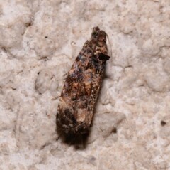 Endothenia