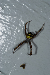 Argiope aetheroides