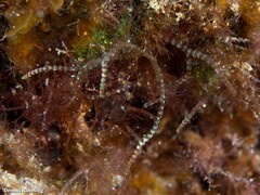 Gastroclonium reflexum