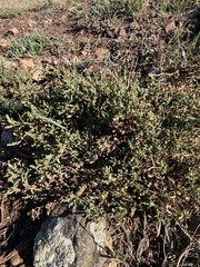 Genista tridentata