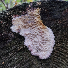 Phlebia centrifuga