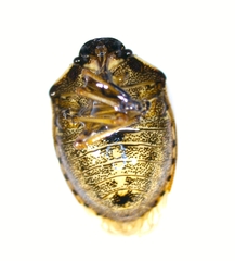 Rubiconia intermedia