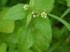 Galinsoga parviflora