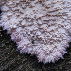 Phlebia centrifuga